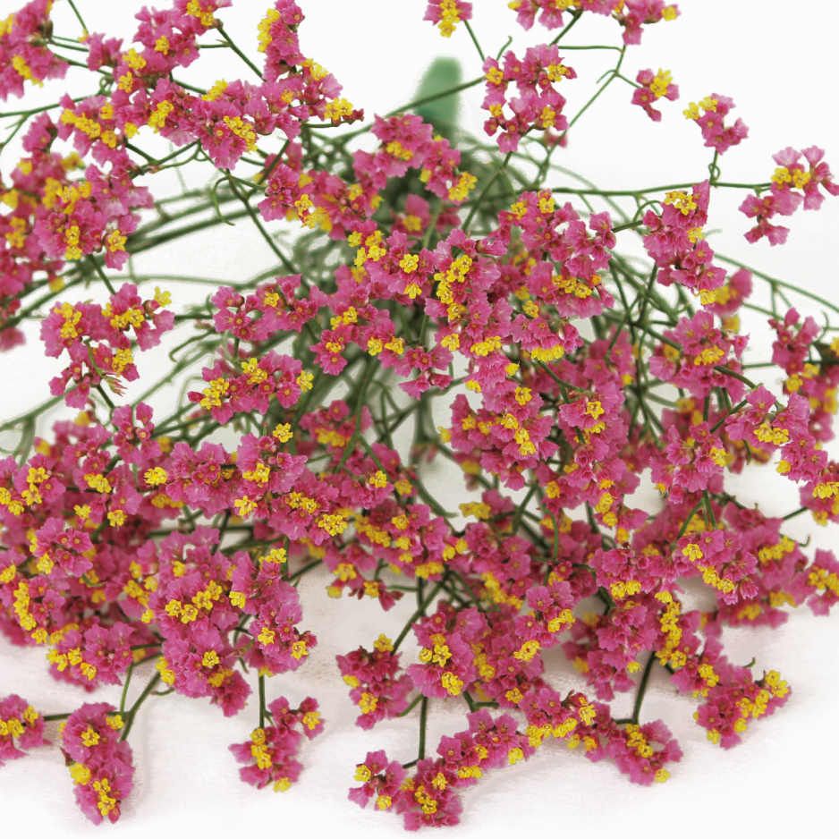 キノパッション | 花き栽培のツボ | 福花園種苗株式会社